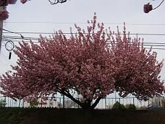 flowers09a (34)
